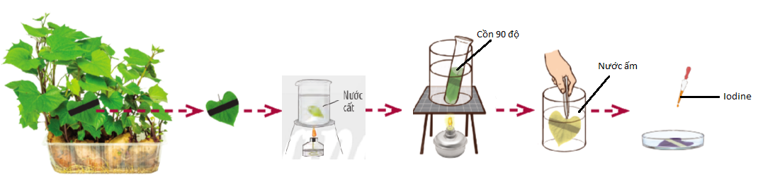 Cho các bước tiến hành thí nghiệm được mô tả trong hình vẽ dưới đây:Thí nghiệm trên nhằm chứng minh (ảnh 1)