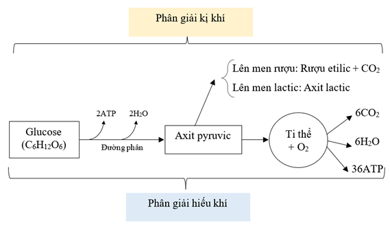 Diagram

Description automatically generated