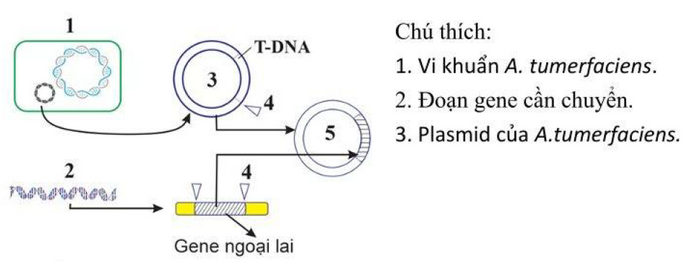 A diagram of a dna molecule

Description automatically generated