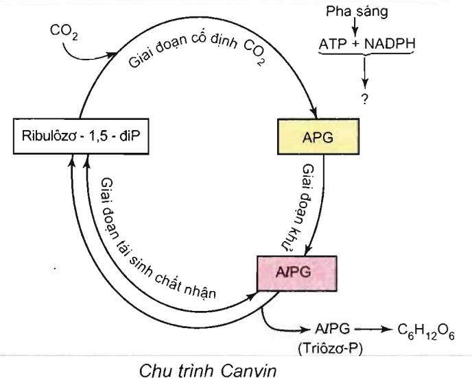 Diagram

Description automatically generated