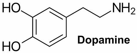 Dopamine - Function, Dopamine Deficiency, How to Increase Dopamine