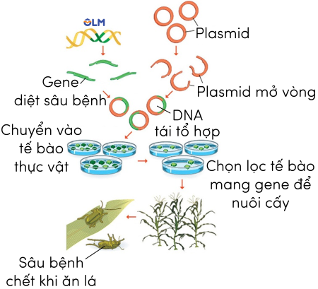 Lí thuyết về hệ gene, đột biến gene và công nghệ gene, SH 12