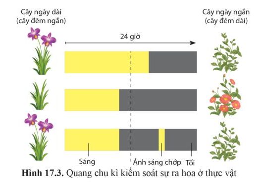 Cây ngày dài (cây đêm ngắn) 24 giờ Cây ngày ngắn (cây đêm dài) Sáng ' Ánh  sáng chớp Tối Hình 17.3. Quang chu kì kiểm soát sự ra hoa ở thực
