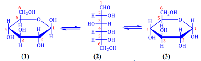 Glucose là một trong hai dạng monosaccharide phổ biến trong
