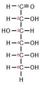 Cho mô hình cấu tạo phân tử glucose như hình vẽ sau: Mỗi phát biểu dưới đây  là đúng hay sai?
