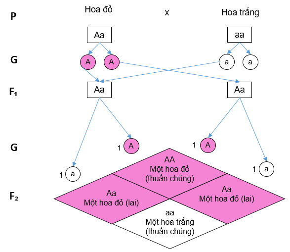 Hãy quan sát hình 2.3 và cho biết: