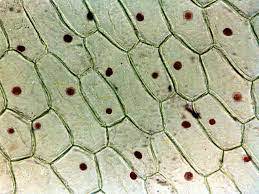 VẼ VÀ CHÚ THÍCH TẾ BÀO BIỂU BÌ VẢY hành ( tế bào khác) mà em đã quan sát  được dưới kính hiển vi