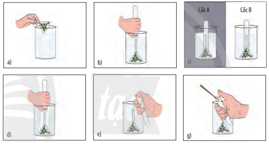 Việc cho các loại cây thủy sinh (ví dụ như rong đuôi chó) vào các bể cá  cảnh ngoài tác dụng tạo tính thẩm mĩ còn có tác dụng nào sau đây?