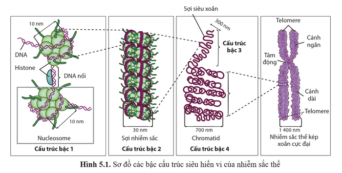 A diagram of a cell structure
Description automatically generated