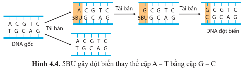 A diagram of a dna sequence
Description automatically generated