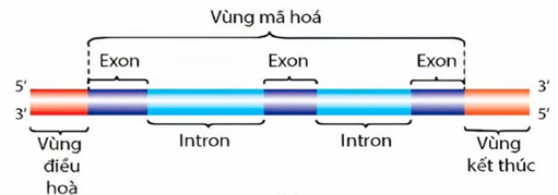 A diagram of a blue tube with black text

Description automatically generated