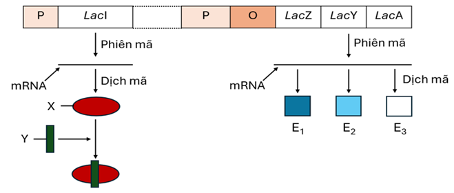 A diagram of a dna sequence

Description automatically generated