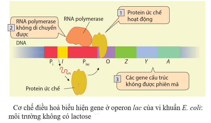 A diagram of a protein
Description automatically generated