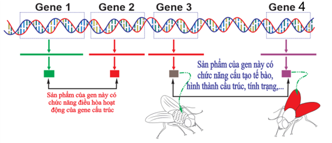 A diagram of a fly
Description automatically generated