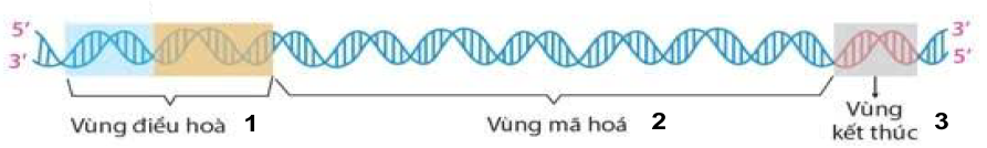 A dna strand with text
Description automatically generated