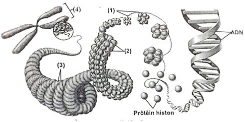 A diagram of a cell

Description automatically generated