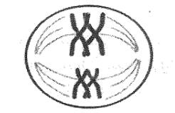 A black and white drawing of a cell

Description automatically generated