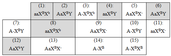 Ở người, bệnh bạch tạng do gen lặn nằm trên nhiễm sắc thể thường quy định, bệnh máu khó đông (ảnh 2)