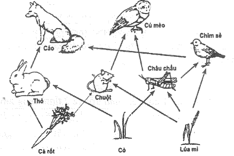 A diagram of different animals
Description automatically generated