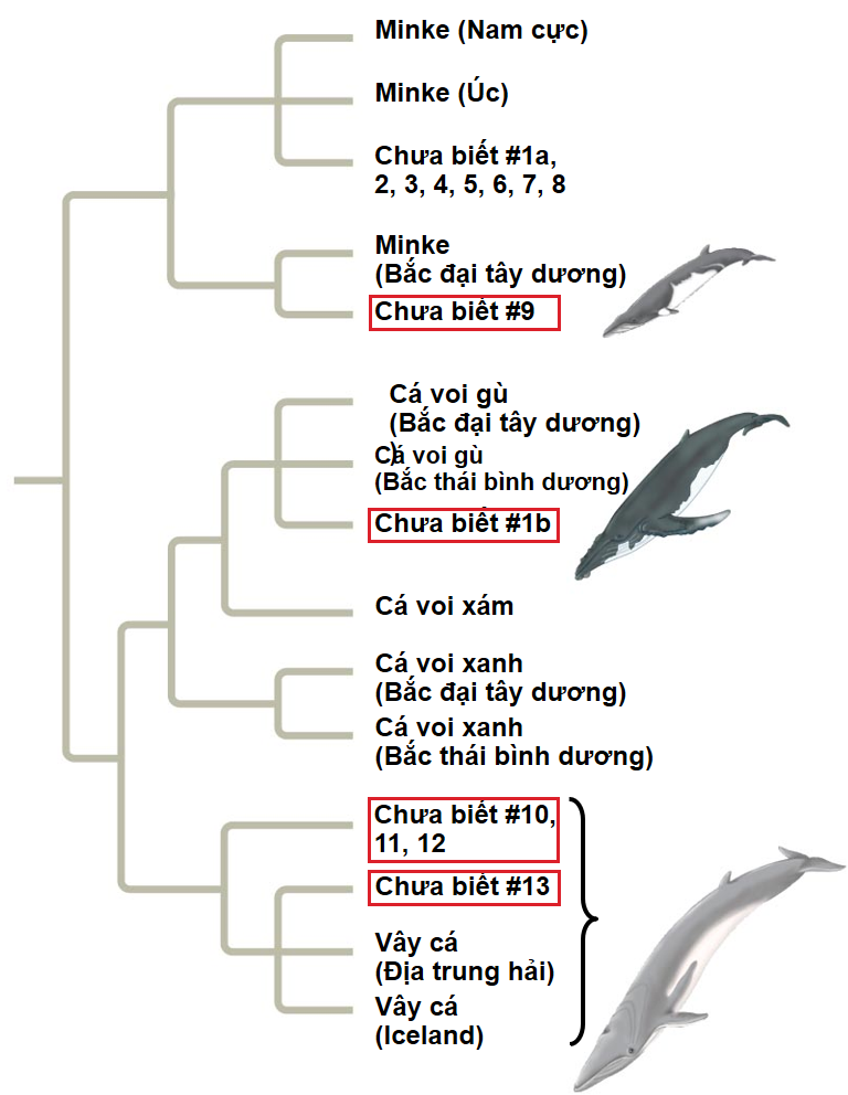 A chart of dolphins and a diagram

AI-generated content may be incorrect.