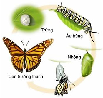 A butterfly life cycle

AI-generated content may be incorrect.