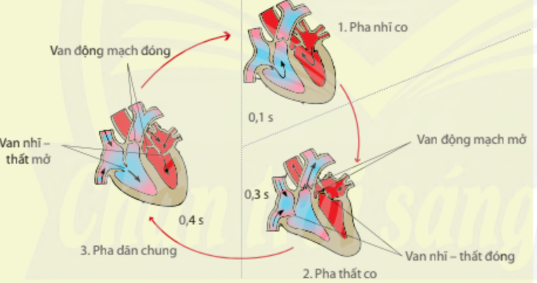 A diagram of a heart

AI-generated content may be incorrect.