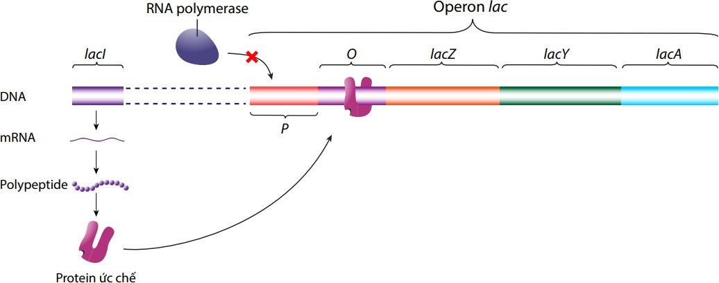 A diagram of a line with text

AI-generated content may be incorrect.