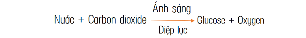 Khái niệm quang hợp - phương trình quang hợp - vai trò của quang hợp