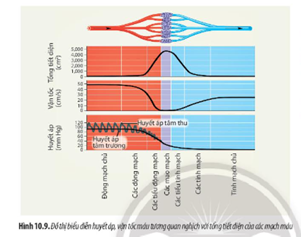 Quan sát Hình 10.9, hãy rút ra nhận xét về sự tương quan