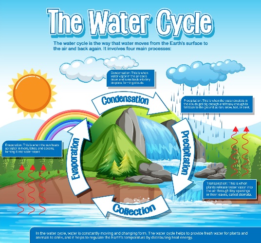 the water cycle