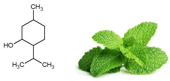 A close up of a plant  Description automatically generated