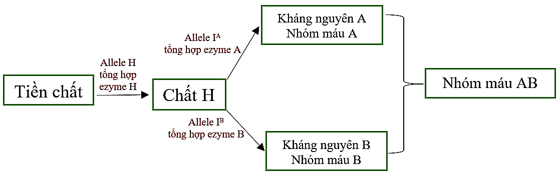 Trong trường hợp kh&ocirc;ng ph&aacute;t sinh đột biến mới, theo l&iacute; ...