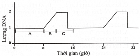Đồ thị dưới đây mô tả sự thay đổi lượng DNA của một tế bào trong chu kì tế bào ở một loại tế bào mô phân sinh thực vật. Giai đoạn