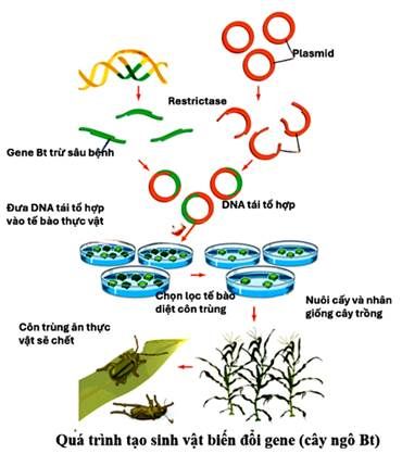 Câu 1: Bt là tên viết tắt của Bacillus thuringiensis, đây là ...