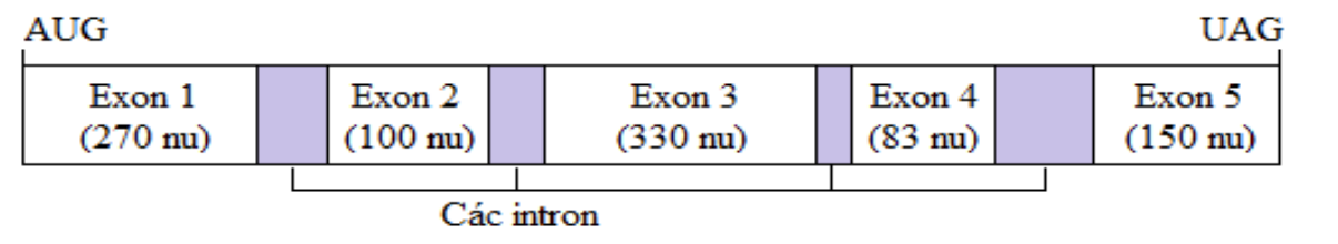 Cho biết tổng số nucleotide tối đa mà mRNA đó có thể có là ...