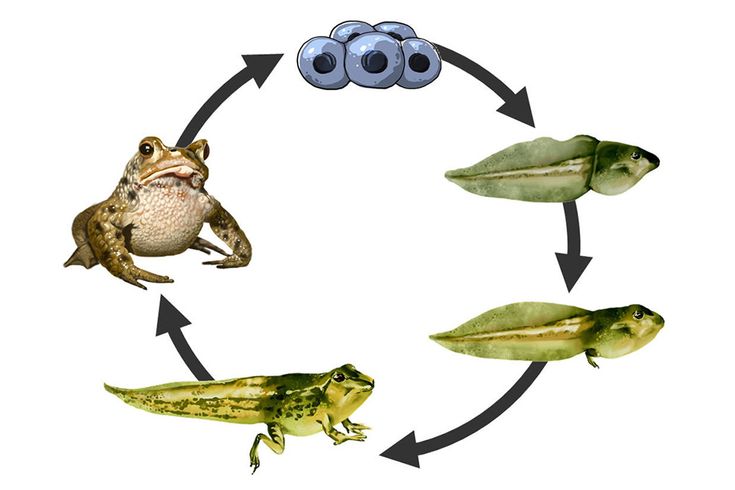 Metamorphose – Entwicklung von der Kaulquappe zum Frosch | sofatutor ...