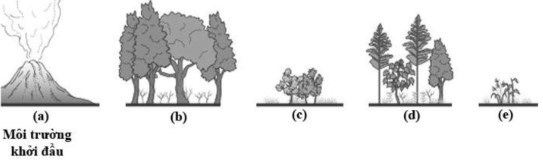 Cho hình ảnh về các giai đoạn của một quá trình diễn thế sinh thái và các  phát biểu sau đây: I. Quá trình này là quá trình diễn thế nguyên sinh.