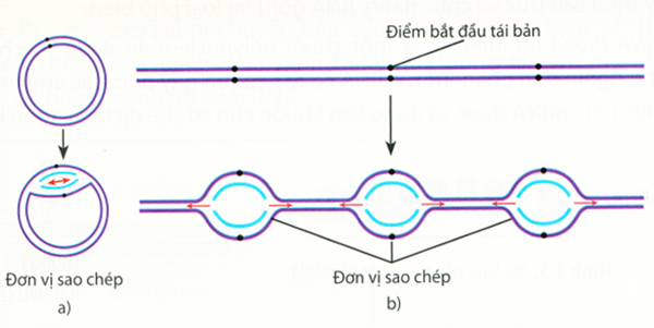 Hình ảnh sau đây mô tả quá trình tái bản DNA của sinh vật ...