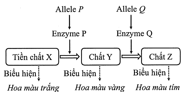 Ở một loài thực vật, màu hoa do 2 cặp gene nằm trên 2 cặp NST thường khác nhau quy định. Mỗi gene gồm 2 allele có kiểu quan hệ trội lặn