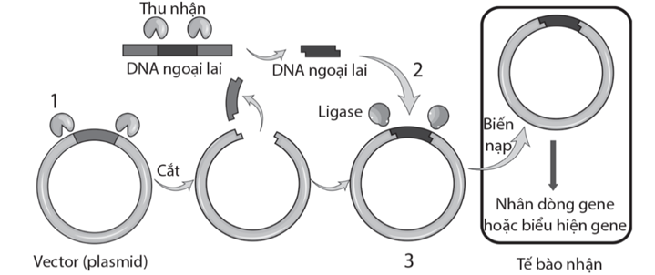 Hình dưới đây mô tả sơ đồ công nghệ DNA tái tổ hợp. Các số 1, 2 và 3 trong hình thể hiện nội dung nào sau đây?