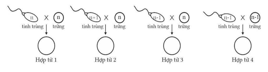 Hình dưới mô tả cơ chế hình thành hợp tử từ các giao tử đực và cái. Có bao nhiêu hợp tử hình thành thể đột biến lệch bội?