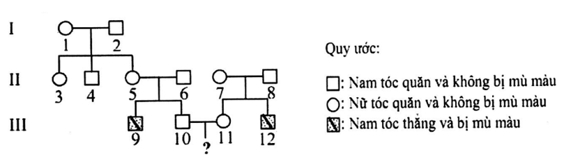 Ở người, gen quy định dạng tóc nằm trên nhiễm sắc thể thường ...