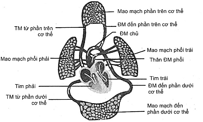 Hình 12 mô tả vòng tuần hoàn phổi và vòng tuần hoàn hệ thống ...