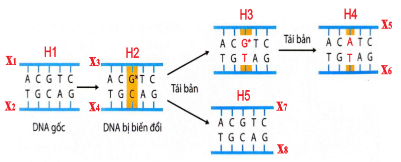 Hình sau đây mô tả cơ chế xảy ra đột biến của DNA gốc/ gene ...