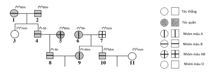 Ở người, gen quy định nhóm máu và gen quy định dạng tóc đều ...
