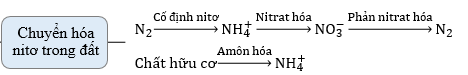 Hình dưới đây mô tả chu trình chuyển hóa nitơ trong tự nhiên ...