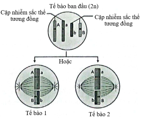 Hình bên mô tả một giai đoạn trong quá trình phân chia của một tế bào. Phân tích hình và cho biết, nếu tế bào 1 tiếp tục phân chia bình thường