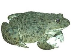 Ếch đồng - Hoplobatrachus rugulosus