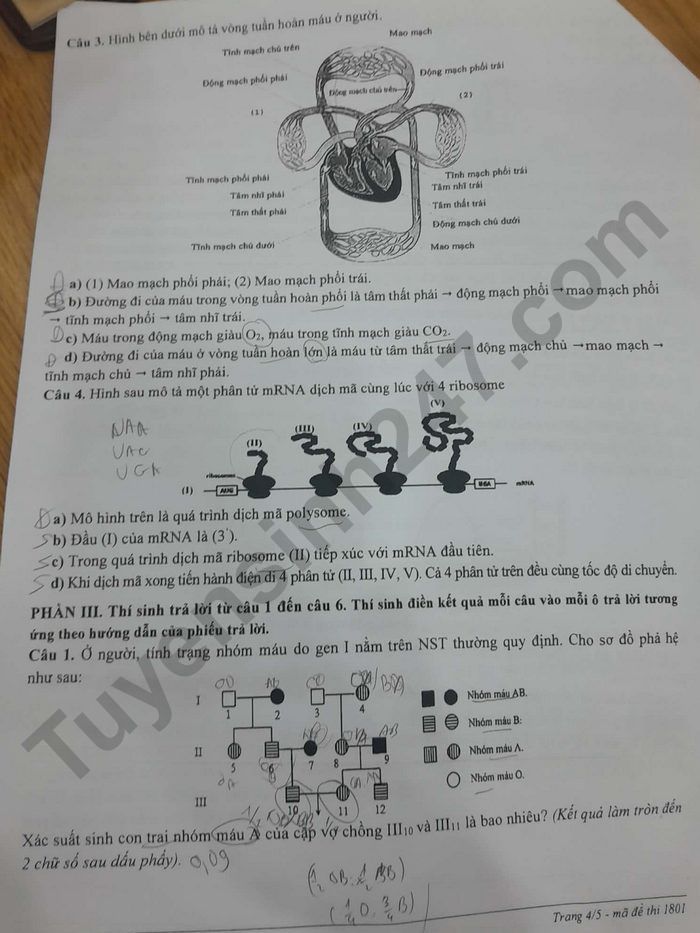 De thi thu tot nghiep THPT mon Sinh 2026 - TP Hue