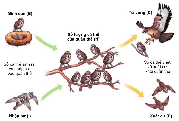 Dựa vào các thông tin được cung cấp dưới đây để trả lời các ...